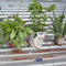 #A Solar Automatic Flowers Drip Irrigation Timer Plastic Garden Watering Pump To
