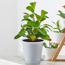 Clear Root Control Pot Orchid Fleshy Flower Breathable Container (White) Newly