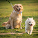 Stainless Steel Pet Training Tool Training Collar Dog Prong Collar Dog Leash