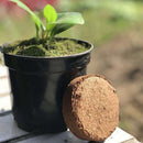 Garden Flower Planting Soil Block Nutrient Clod Stiff Peat Pellets Newly
