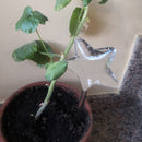 Transparent Bird Travel Flower Waterer Bulb Auto Drip Irrigation Device (B)