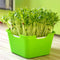 #A Greenhouse Plant Germination Nursery Pot Grow Box Planting Pot Box Bean Pea
