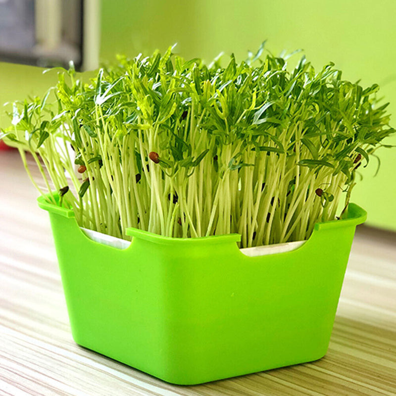 #A Greenhouse Plant Germination Nursery Pot Grow Box Planting Pot Box Bean Pea