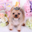 Alloy Shiny Rhinestone Hair Clip Cat Hair Grooming Pet Supplies Dog Hairpin