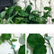 10x Plant Fixture Clip Plant Climbing Wall Self-Adhesive Tied Fasteners best