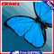 40x40cm Blue Butterfly Frameless Picture Oil Paint By Numbers Painted Picture