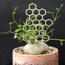 Durable Wood Potted Climbing Frame Flower Support Stand (Honeycomb 3pcs) Newly