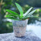100pcs 5.5cm Nursery Pot/Plastic Nutrition Cup/Plastic Pots Nursery S0T7