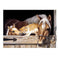 5D Horse Diamond Embroidery Painting Rhinestone Cross Stitch Home Decor