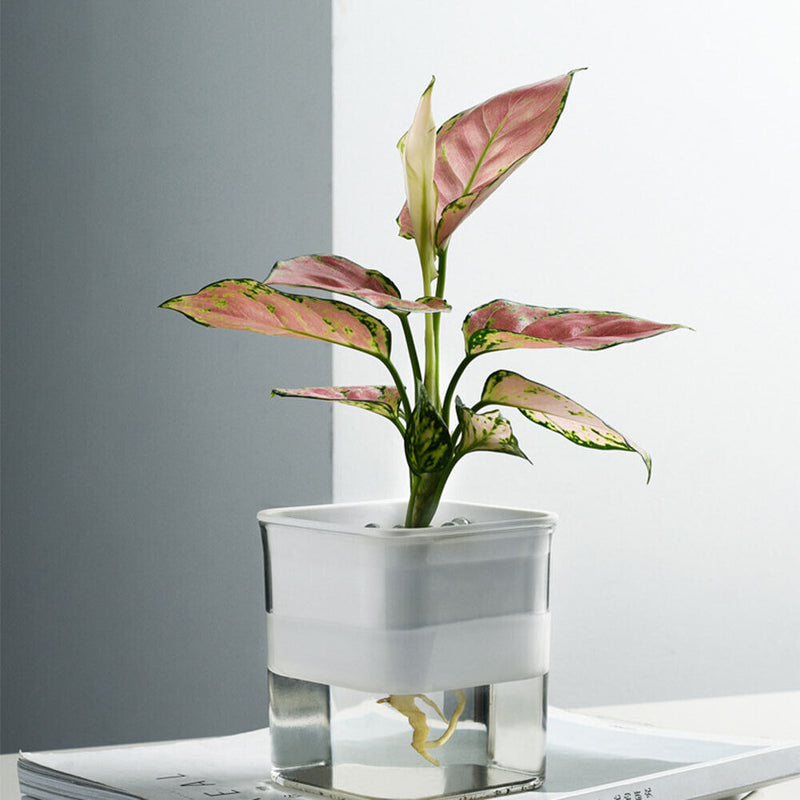 Lazy Flowerpot Transparent Hydroponic Flower Pot Soilless Home Vase (White)