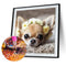 5D DIY Diamond Painting Flower Dog Full Round Drill Mosaic Picture Wall Art Kit