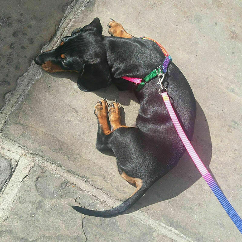 SMALL PET DOG PUPPY MATCHING COLLAR AND LEAD SET NYLON UKLQ ADJUSTABLE W0O5