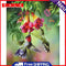 Digital Paint Flowers Painted By Numbers On Canvas Decor