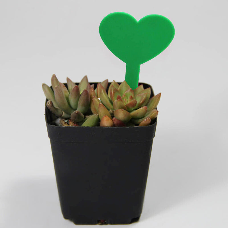 100pcs Flower Heart Shape Fleshy Label Insertion Landscape Name Plant Marker
