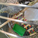 Cup Bird Parrot Pet Cage Aviary Water Food Feeding Bathing Supplies Y6R3