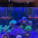 Fish Tank Fluorescence Coral Frag Rack Aquarium Reef w/Plug Holder (Yellow)