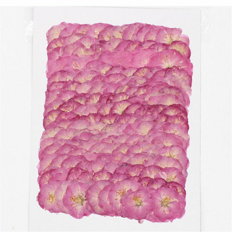 DIY Jewelry Making Decoration Crafts Sakura Pressed Flowers Real Dried Flowers
