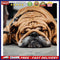 Hand Painted on Canvas DIY Sleeping Dog Oil Paint By Numbers Drawing Kit Cr