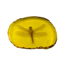 Amber Dragonfly Fossil Insects Manual Polishing True Q7S1 Collection P8J3
