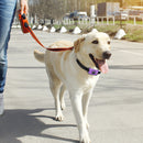 #A USB Pet Anti Barking Device Adjustable Ultrasonic Dogs Training Barkproof Col