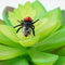 Fruit Fly Toys Prank Props Tricky Toys For Home C8E5 P1B1