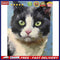Oil Paint Cat By Numbers Coloring Picture Digital Drawing