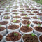 100pcs Biodegradable Nursery Plant Grow Bag Seedling Grow Pouch (18x20cm) Newly