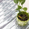 Garden Wall Mylar Film Covering Sheet Hydroponic Reflective B8Y6 L6C0 V2Q5 H8I8