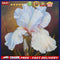 Flower Oil Paint By Numbers DIY Handpainted on Canvas Wall Art Picture Craft