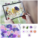 Dried Flower Material Package Real Pressed Dry Flowers & Leaves (Purple) Newly
