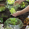 Plants Snail Protection Rings Garden Vegetable Pest Control Trapper (6pcs)