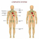 Spa Skin Care Body Massage Essential Oil Lymphatic Drainage Ginger Oil
