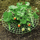 Growing Frame Garden Plastic Growing Racks Potted Plants Strawberry Supports