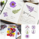 Dried Flower Material Package Real Pressed Dry Plants & Butterfly Stickers