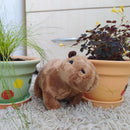 Capybara Baby Big Stuffed Play Kids Animal Birthday Gift Plush Toys`