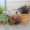 Capybara Baby Big Stuffed Play Kids Animal Birthday Gift Plush Toys`