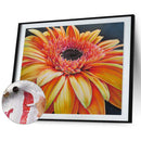 Sunflower Oil Paint By Numbers Kits DIY Hand Painted Wall Art Decor (M967)