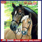 Fine Horse Oil Paint By Numbers Kit DIY Frameless Drawing Picture for Adults