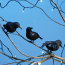 Artificial Crow Black Bird Raven Halloween Decor Prop Haunted Spooky Realistic`