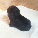 20cm Realistic Labrador Puppy Dog Plush Simulation Home Toys E9X2 T6P5 H1S2
