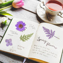 Dried Flower Material Package Real Pressed Dry Plants & Butterfly Stickers