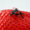 Fruit Fly Toys Prank Props Tricky Toys For Home C8E5 P1B1