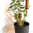 Garden Plant Climbing Pole Coir Coconut Palm Sticks Plant Vine Support Exte