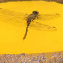 Amber Dragonfly Fossil Insects Manual Polishing True Q7S1 Collection P8J3