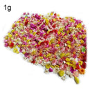 Small Star Dried Flower Head Daizy DIY Nail Art Filling Decor Hand Craft M9K0