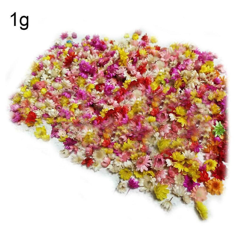 Small Star Dried Flower Head Daizy DIY Nail Art Filling Decor Hand Craft M9K0
