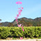 Butterfly Bell Wind Chimes Creative Home Yard Garden Hanging Decor(Pink)