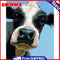Oil Paint Cattle By Numbers Coloring Picture Digital
