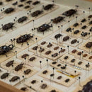 100X Steel Insect Pins Specimen For School Entomology Dissectio R3E6 hot.