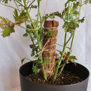 Garden Plant Climbing Pole Coir Coconut Palm Sticks Plant Vine Support Exte